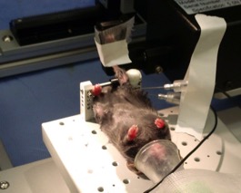 Experimental Methods for In-vivo (footplate) procedures