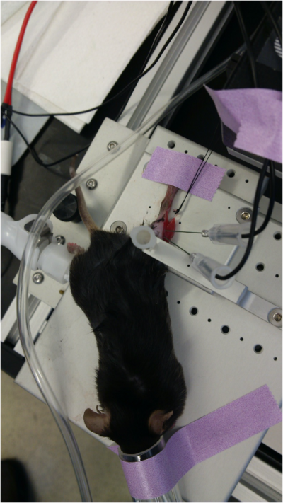 Setting Up An in-vivo Experiment On Aurora Scientific's 3-In-1 Muscle Test  System - Aurora Scientific