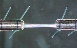 Figure 5 Figure 5. Muscle fiber mounted using sutures.