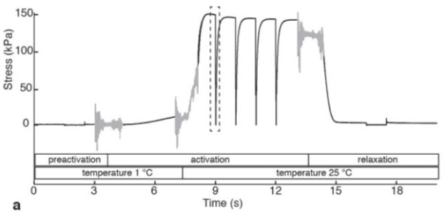 Figure 8. Time course of stress (force) development in a single skinned impala fibre, showing transition of the fibre through pre-activation, activation and relaxation solutions, and stress development after temperature-jump (T-jump) from 1 to 25°C. Wilson et al. Nature (2018)