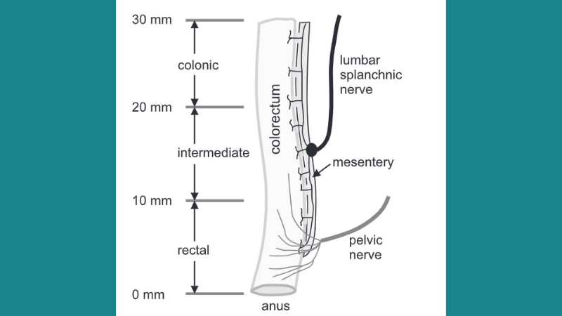 The schematic of the sensory innervations of mouse distal colon and rectum (colorectum) by lumbar splanchic and pelvic nerves.
