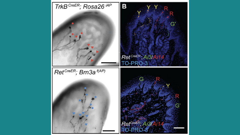 Meissner Corpuscles - Spatial arrangement of Ret+ and TrkB+ Meissner afferent cutaneous endings.