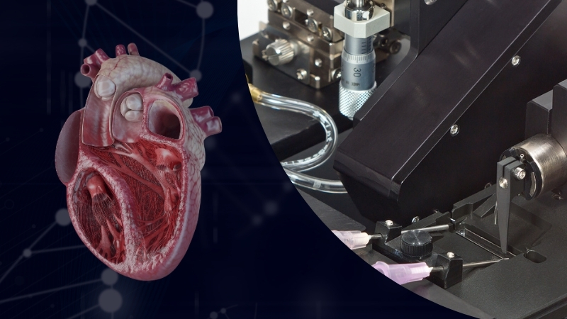 DEMO: Cardiac Trabeculae Dissection and Experiments with the Aurora Scientific 1500A