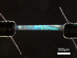 24-permeabilized.fiber