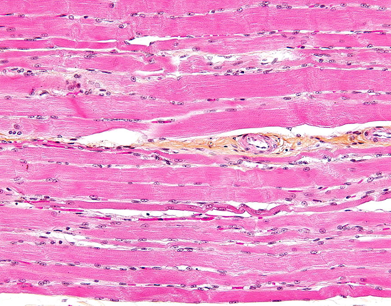 Muscle Physiology | Neuroscience | Material Science