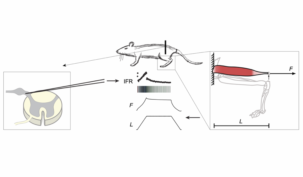 Figure 1A: Elastic tissue forces mask muscle fiber forces underlying muscle spindle Ia afferent firing rates in stretch of relaxed rat muscle