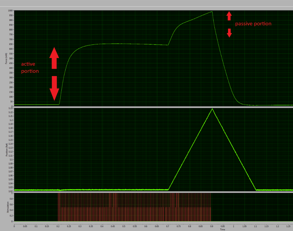 Figure 1: Typical Eccentric contraction showing each portion of the contraction