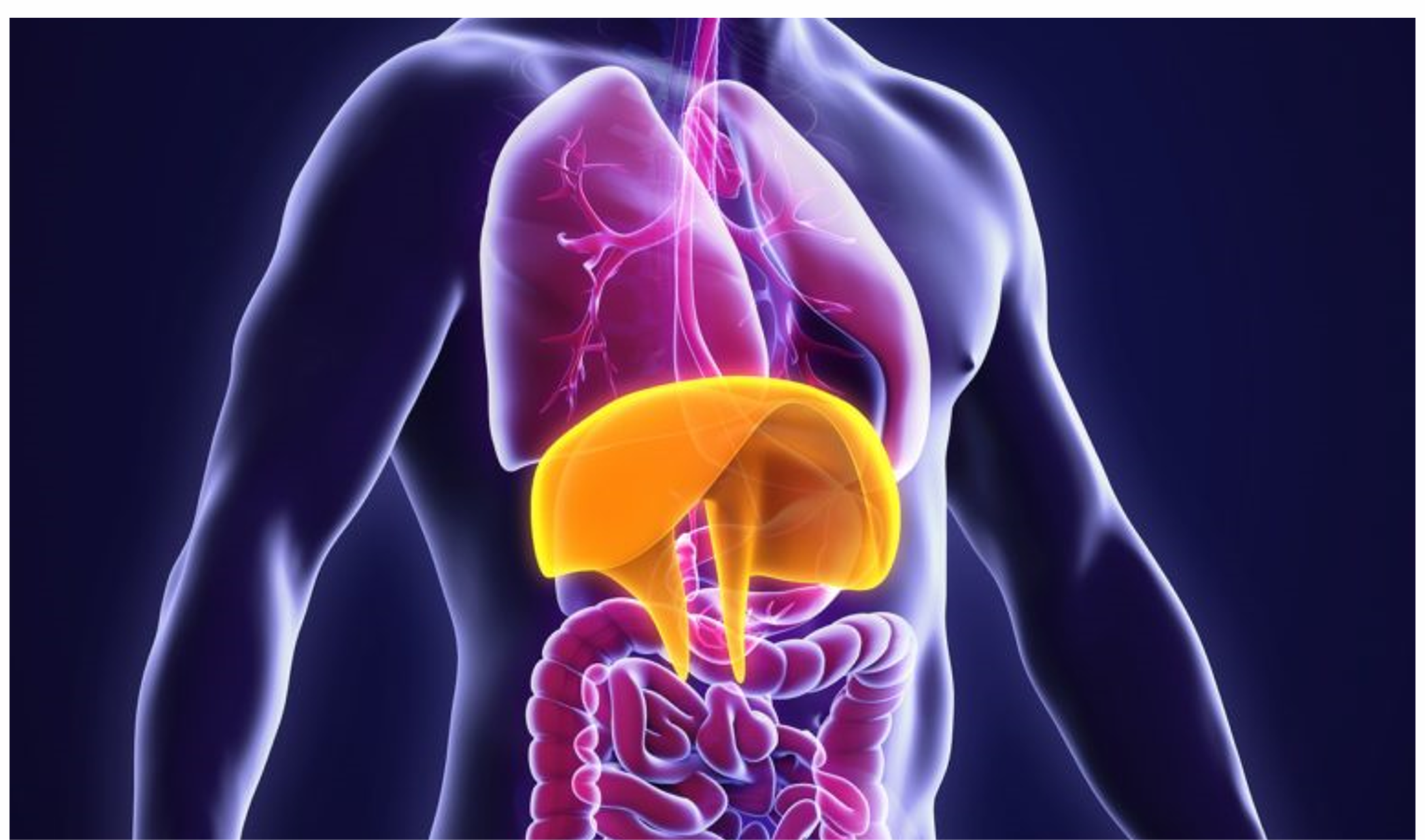 Muscle Weakness with Age and Sepsis