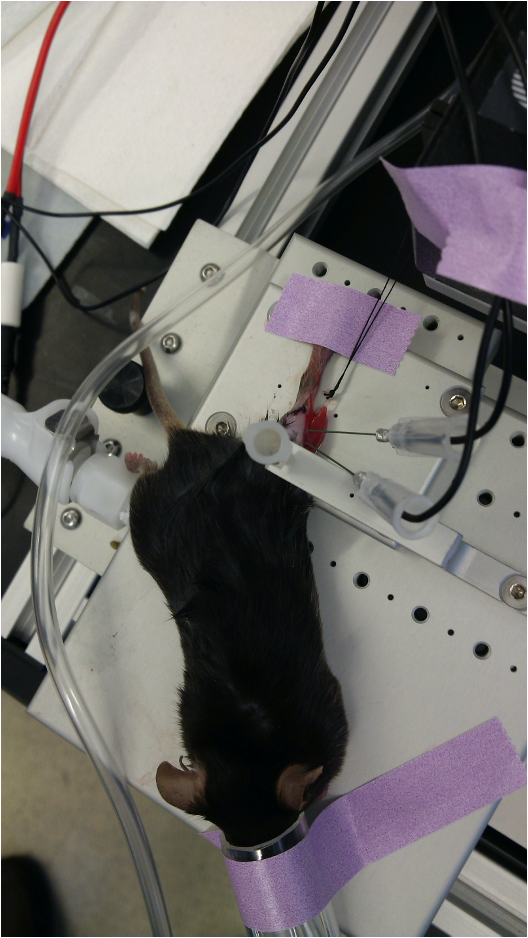 In-Situ - Fig 1: Mouse TA being tested in-situ – Knee clamped via needle In-Situ - Fig 1: Mouse TA being tested in-situ – Knee clamped via needle