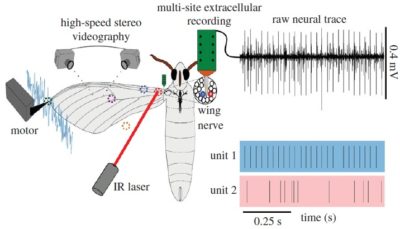 Moth wing mechanosensation Moth wing mechanosensation