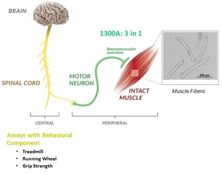 Neuromuscular