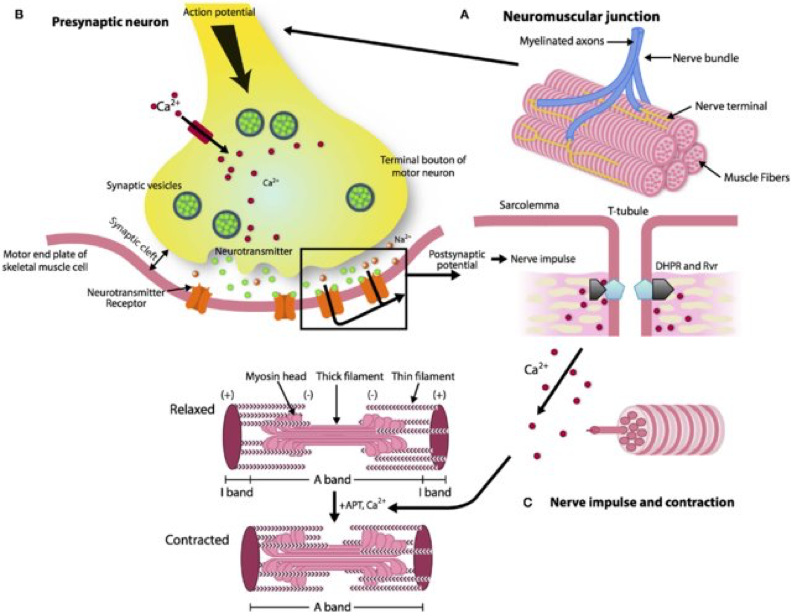 Figure 1: Architecture of the NMJ taken from Gonzalez-Friere et al, Frontiers in Aging Neuroscience, 2014