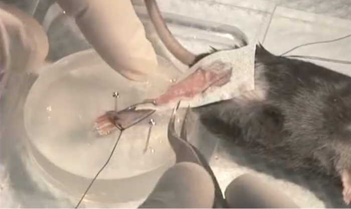In-Situ - Figure 2: TA Muscle being attached for in-situ test with Ringer’s solution moistened Kim-wipe.
