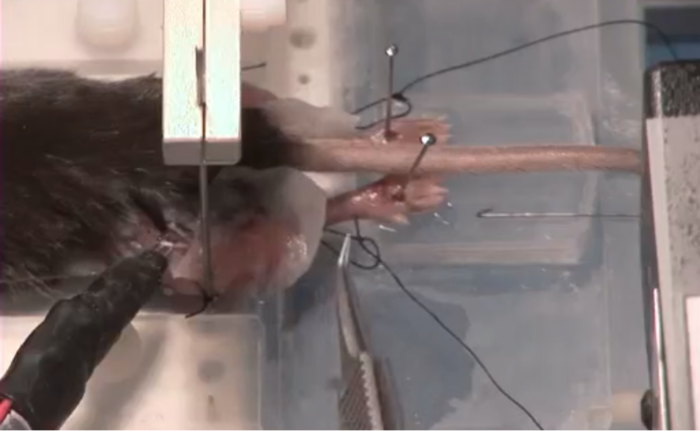 In-Situ - Figure 2: Moistened wipe in place during contractile experiment.