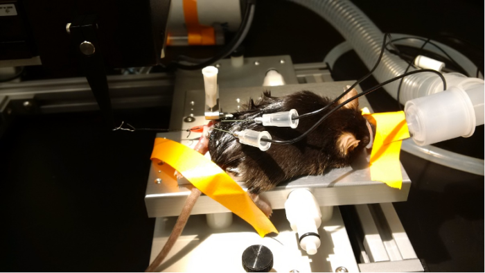 In-Situ - Figure 4: Needle electrodes inserted near the knee joint to stimulate TA muscle.