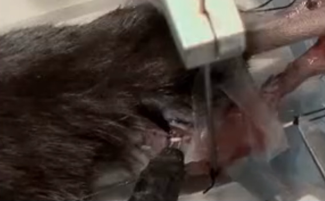 In-Situ - Figure 5:Lab built hook electrode attached to peroneal nerve in mouse.